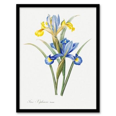 Artery8 Redoute Framed Wall Art Spanish Iris Vintage Botanical IllustrationA4 Size from B&Q