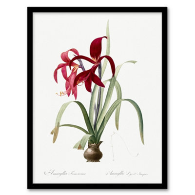 B&Q -  Redoute Framed Wall Art Aztec Lily Vintage Botanical IllustrationA4 Size