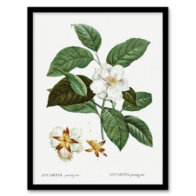 B&Q -  Pierre Joseph Redoute Framed Wall Art Print Mountain Camellia FlowerA4 Size