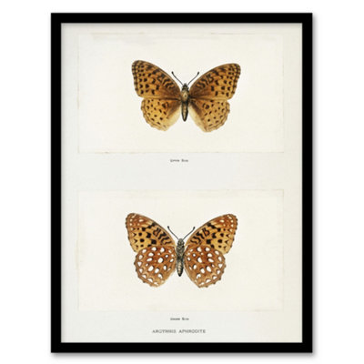 Artery8 Sherman Denton Framed Wall Art Print Aphrodite Fritillary ButterflyA4 Size from B&Q
