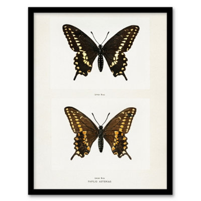 Artery8 Sherman Denton Framed Wall Art Print Black Swallowtail ButterflyA4 Size from B&Q