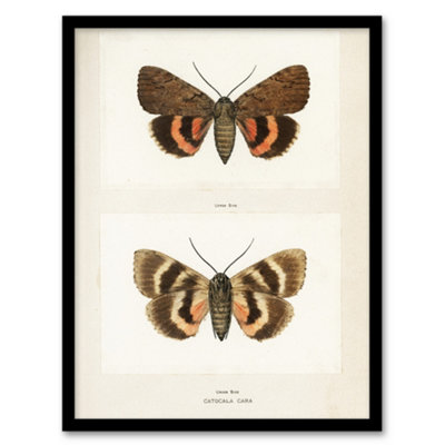 Artery8 Sherman Denton Framed Wall Art Darling Underwing Moth IllustrationA4 Size from B&Q