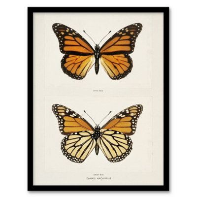 Artery8 Sherman Denton Framed Wall Art Monarch Butterfly Vintage IllustrationA4 Size from B&Q