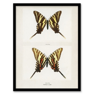 Artery8 Denton Framed Wall Art Papilio Ajax Butterfly Vintage IllustrationA4 Size from B&Q