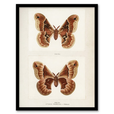 Artery8 Sherman Denton Framed Wall Art Print Promethea Silkmoth FemaleA4 Size from B&Q