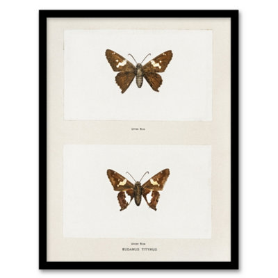 Artery8 Sherman Denton Framed Wall Art Print Silver Spotted Skipper ButterflyA4 Size from B&Q