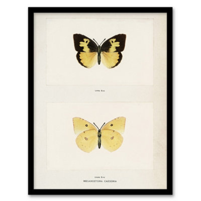 Artery8 Sherman Denton Framed Wall Art Print Southern Dogface ButterflyA4 Size from B&Q