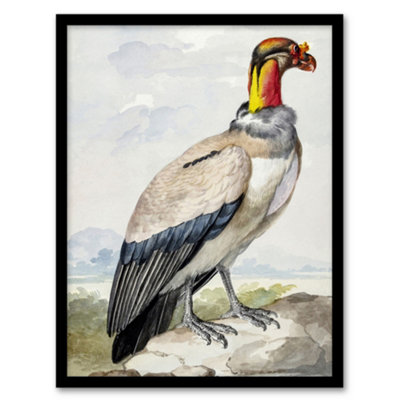 B&Q -  Aert Schouman Framed Wall Art King Vulture Bird Vintage WatercolourA4 Size