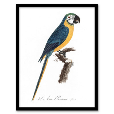Artery8 Francois Levaillant Framed Wall Art Blue And Yellow Macaw ParrotA4 Size