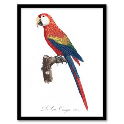 Artery8 Francois Levaillant Framed Wall Art Print Scarlet Macaw ParrotA4 Size from B&Q