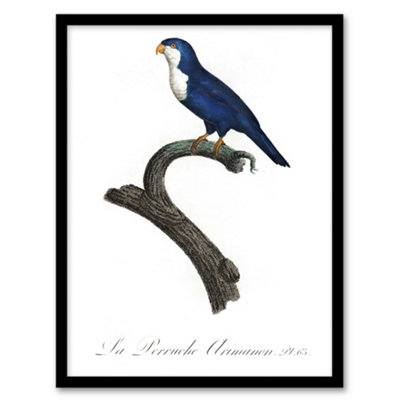 Artery8 Francois Levaillant Framed Wall Art The Arimanon Parakeet ParrotA4 Size from B&Q