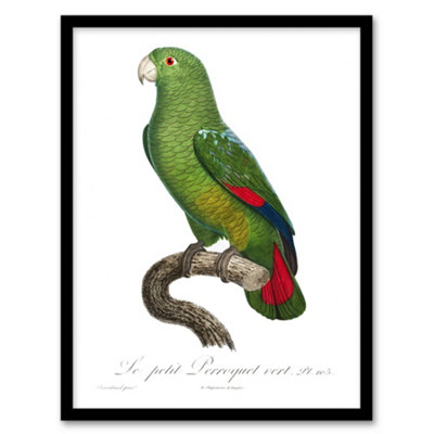 Artery8 Francois Levaillant Framed Wall Art The Black Billed ParrotA4 Size from B&Q