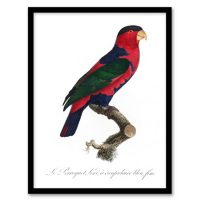 Artery8 Francois Levaillant Framed Wall Art The Black Capped Lory ParrotA4 Size from B&Q