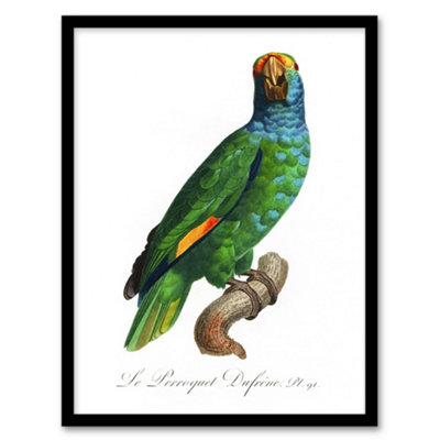 Artery8 Francois Levaillant Framed Wall Art The Blue Cheeked ParrotA4 Size from B&Q