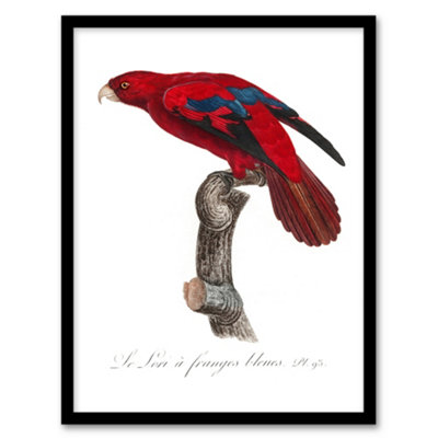 Artery8 Francois Levaillant Framed Wall Art The Blue Fringed Red Lori ParrotA4 Size from B&Q