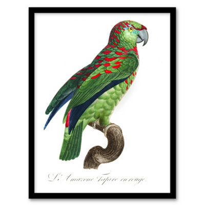 Artery8 Francois Levaillant Framed Wall Art The Blue Fronted ParrotA4 Size