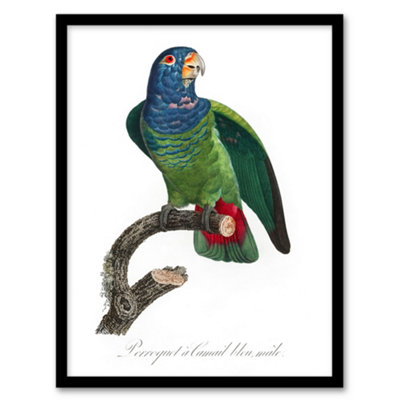 Artery8 Francois Levaillant Framed Wall Art Print The Blue Headed ParrotA4 Size