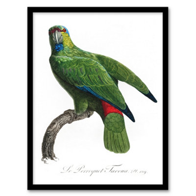 Artery8 Francois Levaillant Framed Wall Art Print The Festive ParrotA4 Size