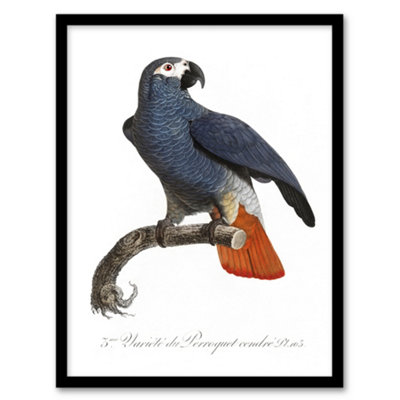 Artery8 Francois Levaillant Framed Wall Art The Grey Parrot IllustrationA4 Size