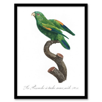 Artery8 Francois Levaillant Framed Wall Art The Marigold Lorikeet ParrotA4 Size from B&Q