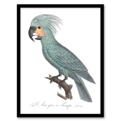 Artery8 Francois Levaillant Framed Wall Art Print The Palm Cockatoo ParrotA4 Size from B&Q