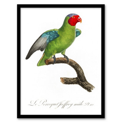 Artery8 Francois Levaillant Framed Wall Art Print The Red Cheeked ParrotA4 Size