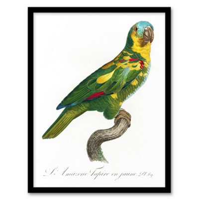 Artery8 Francois Levaillant Framed Wall Art The Turquoise Fronted ParrotA4 Size from B&Q