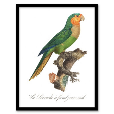 Artery8 Francois Levaillant Framed Wall Art The Yellow Headed ParrotA4 Size