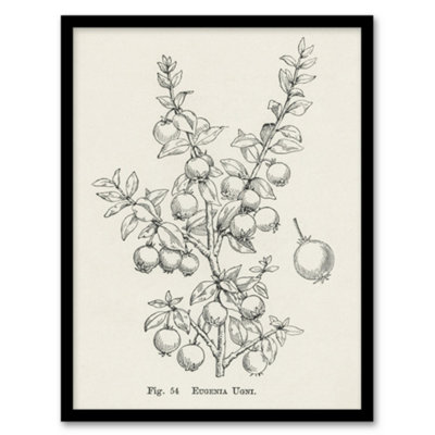 Artery8 John Wright Framed Wall Art Print Fruit Growers Guide Chilean GuavaA4 Size from B&Q
