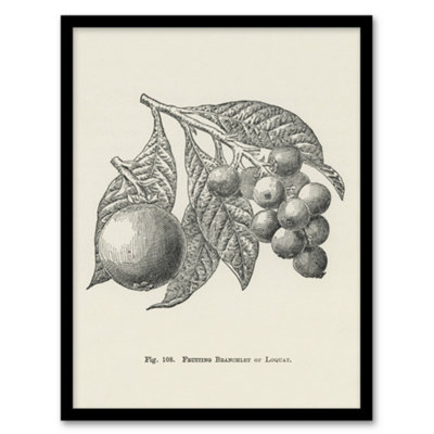 Artery8 John Wright Framed Wall Art Fruit Growers Guide Vintage Loquat IllustrationA4 Size from B&Q