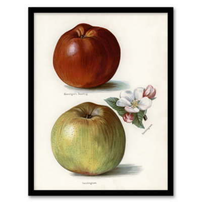 Artery8 John Wright Framed Wall Art Gascoignes Seedling Sandringham ApplesA4 Size from B&Q