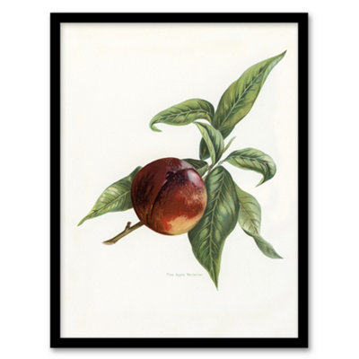 Artery8 John Wright Framed Wall Art Vintage Illustration Of Pine Apple NectarineA4 Size from B&Q