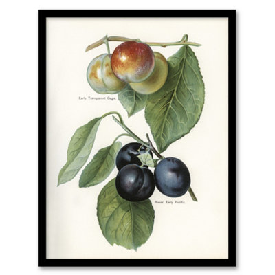 B&Q -  John Wright Framed Wall Art Vintage Illustration Of Two Plum VarietiesA4 Size