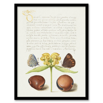 Artery8 Model Book Of Calligraphy Framed Wall Art Moths Jerusalem Sage And BeansA4 Size from B&Q