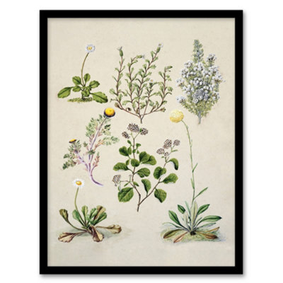 Artery8 Sarah Featon Framed Wall Art Native New Zealand Wildflowers IllustrationA4 Size from B&Q