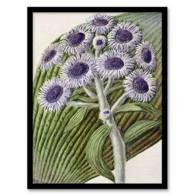 Artery8 Sarah Featon Framed Wall Art New Zealand Antarctic Daisy FlowersA4 Size from B&Q