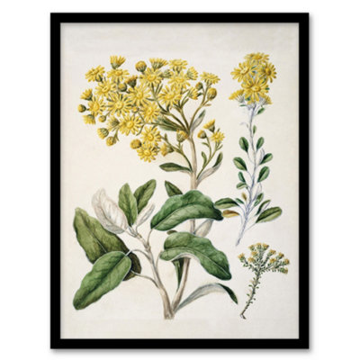 Artery8 Sarah Featon Framed Wall Art New Zealand Brachyglottis Daisy FlowersA4 Size from B&Q