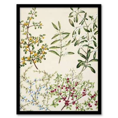 Artery8 Sarah Featon Framed Wall Art New Zealand Coprosma Acerosa Coastal PlantA4 Size