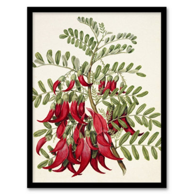 Artery8 Sarah Featon Framed Wall Art New Zealand Kaka Beak Plant FlowersA4 Size from B&Q