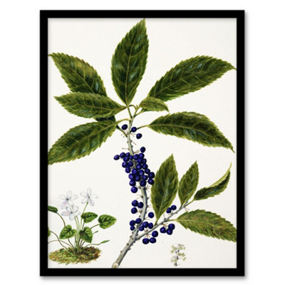 Artery8 Sarah Featon Framed Wall Art Print New Zealand Mahoe Whiteywood PlantA4 Size from B&Q
