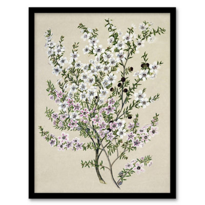 Artery8 Sarah Featon Framed Wall Art Print New Zealand Manuka Flowering PlantA4 Size from B&Q