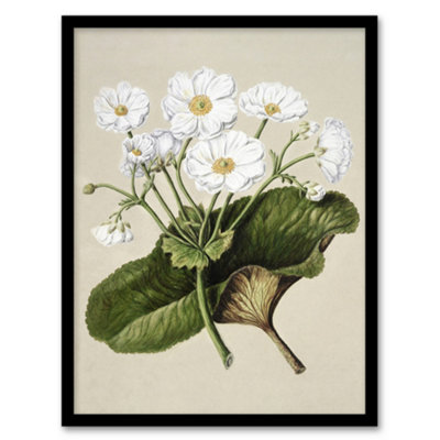 Artery8 Sarah Featon Framed Wall Art Print New Zealand Mountain Lily FlowersA4 Size from B&Q