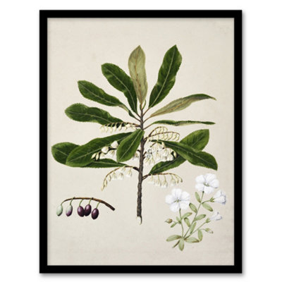 Artery8 Sarah Featon Framed Wall Art New Zealand Rauhuia And Hinau FlowersA4 Size from B&Q
