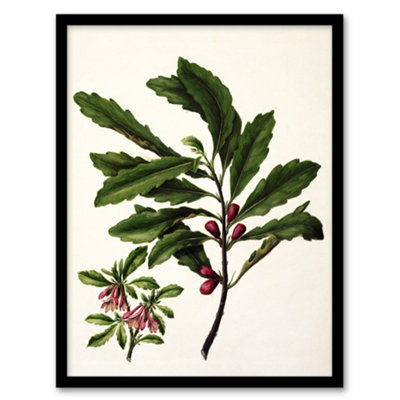 B&Q -  Sarah Featon Framed Wall Art New Zealand Toropapa Flowering PlantA4 Size