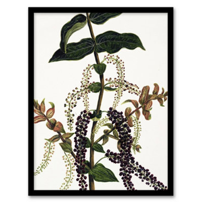 Artery8 Sarah Featon Framed Wall Art New Zealand Tutu Plant Vintage IllustrationA4 Size from B&Q