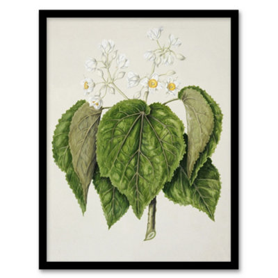 Artery8 Sarah Featon Framed Wall Art Print New Zealand Whau Cork Tree FlowersA4 Size from B&Q