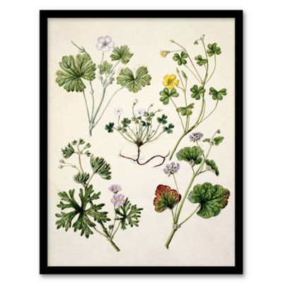 Artery8 Sarah Featon Framed Wall Art Vintage New Zealand Wildflower IllustrationA4 Size from B&Q