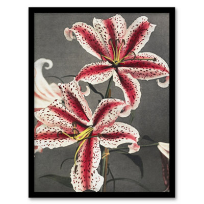 Artery8 Ogawa Kazumasa Framed Wall Art Print Pink Spotted Lily Flower BloomsA3 Size from B&Q