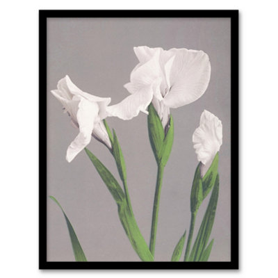 Artery8 Ogawa Kazumasa Framed Wall Art Print White Irises Blooming FlowersA3 Size