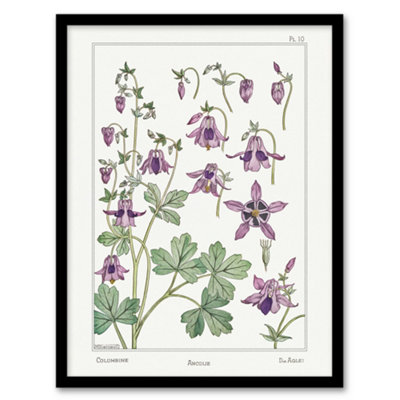 B&Q -  Maurice Pillard Verneuil Framed Wall Art Columbine Aquilegia FlowerA3 Size